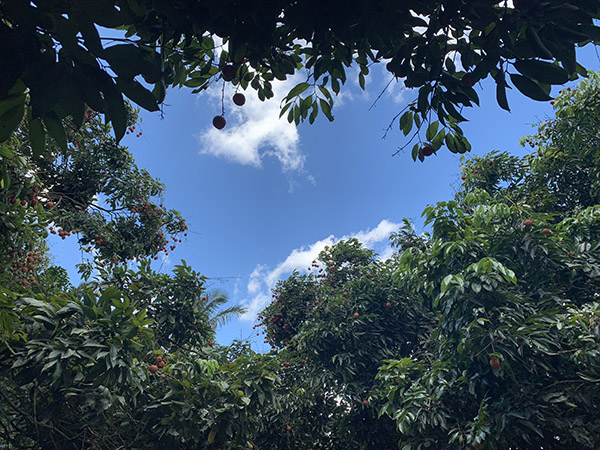 荔行朗洲，相聚東科