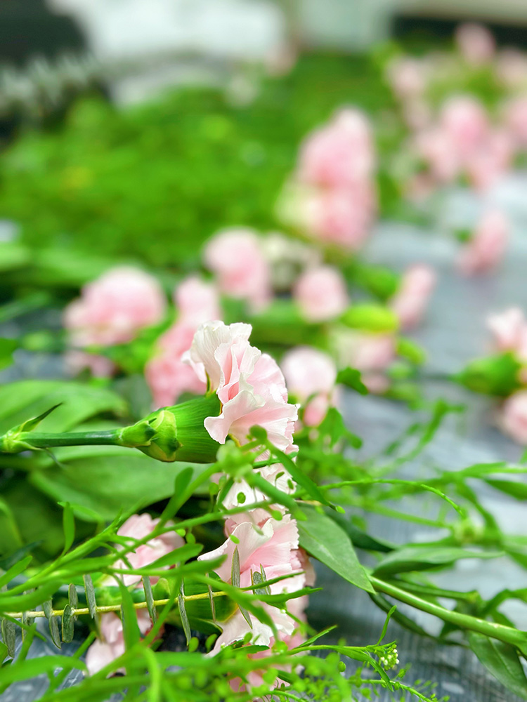 三八婦女節(jié)丨祝福所有女人：愿你笑靨如花，一生不減芳華！